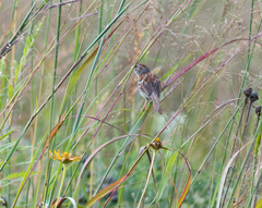 Spizella pusilla