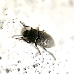 Blapstinus