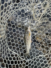 Oncorhynchus clarkii