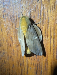 Saturniidae