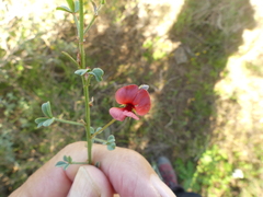 Indigofera heterophylla