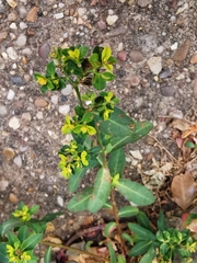 Euphorbia oblongata