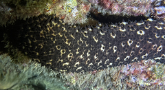 Holothuria sanctori