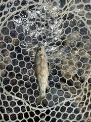 Oncorhynchus clarkii