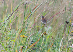 Spizella pusilla