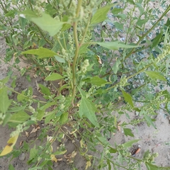 Chenopodium