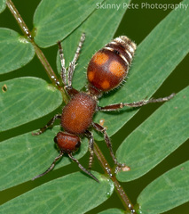 Dasymutilla quadriguttata
