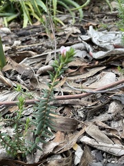 Adenandra uniflora