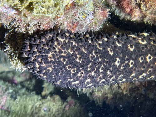 Photo of Brown sea cucumber (Holothuria sanctori)