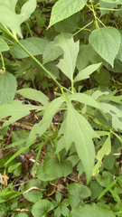 Rudbeckia laciniata