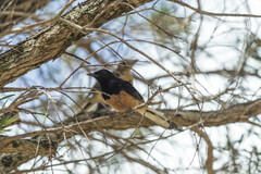 Copsychus malabaricus