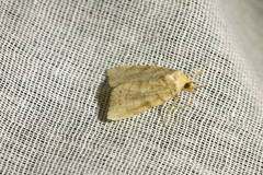 Cosmia trapezina
