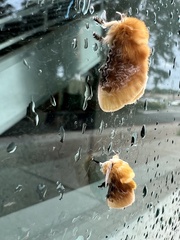 Megalopyge opercularis