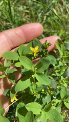 Hypericum mutilum
