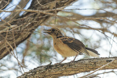 Copsychus malabaricus