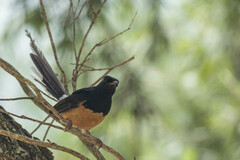 Copsychus malabaricus