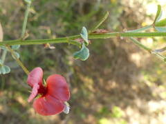 Indigofera heterophylla