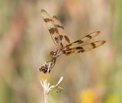 Celithemis eponina