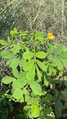 Senna obtusifolia