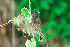Pycnonotus cafer