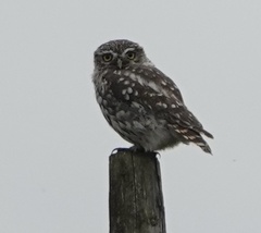 Athene noctua