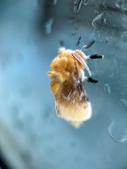 Megalopyge opercularis