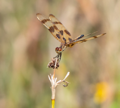 Celithemis eponina