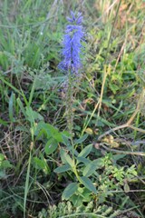 Veronica spicata