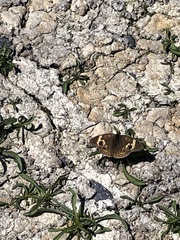 Junonia grisea
