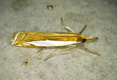 Crambus watsonellus