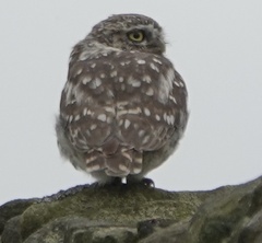 Athene noctua
