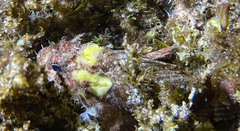 Scorpaena porcus