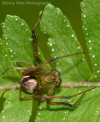 Acacesia hamata