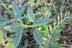 Veronica spicata
