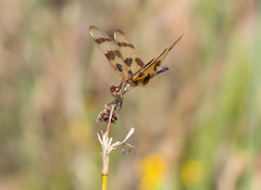Celithemis eponina