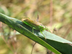Entomophthorales