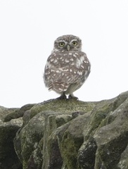 Athene noctua