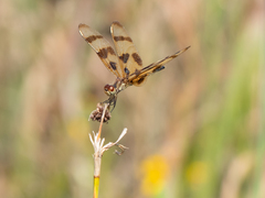 Celithemis eponina
