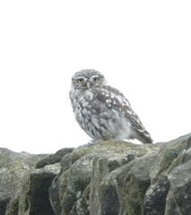 Athene noctua