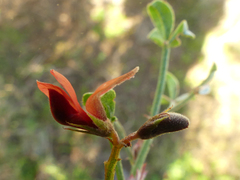 Indigofera heterophylla