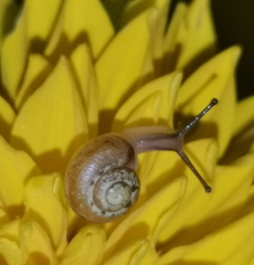 Fruticicola fruticum