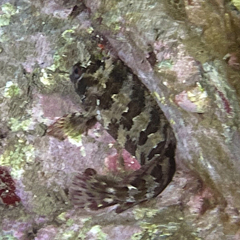 Parablennius gattorugine