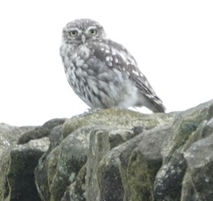 Athene noctua