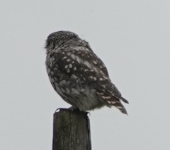 Athene noctua