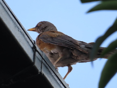 Turdus rufopalliatus
