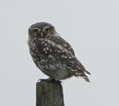 Athene noctua