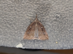Hypena rostralis