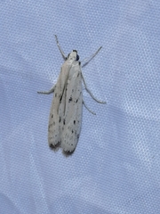 Phycitodes lacteella