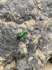 Cicindela sexguttata