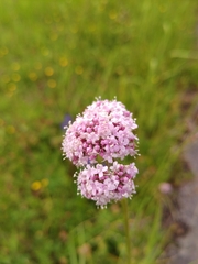 Valeriana
